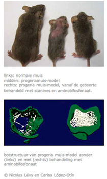 vergelijking muis